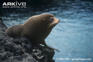 Illustration for article titled Pinnipednesday - Arctocephalus galapagoensis Edition